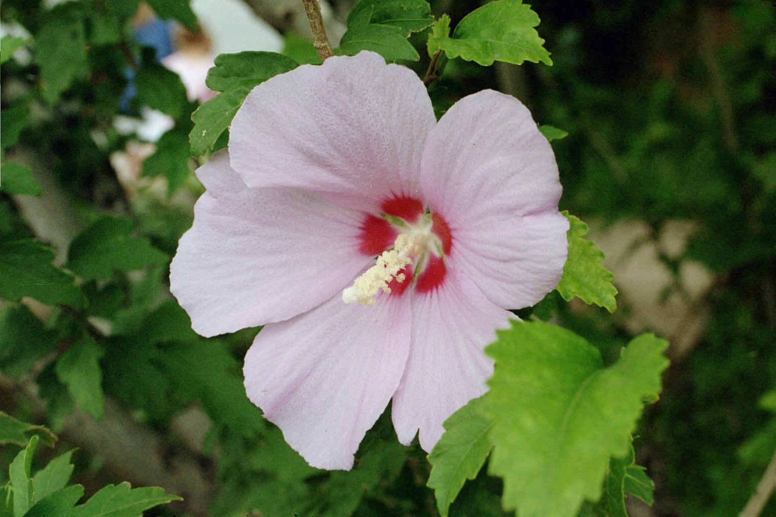 Syriacus Flower seeds for Planting - Pollinator Friendly, Heirloom & GMO Free Seeds for Home Garden