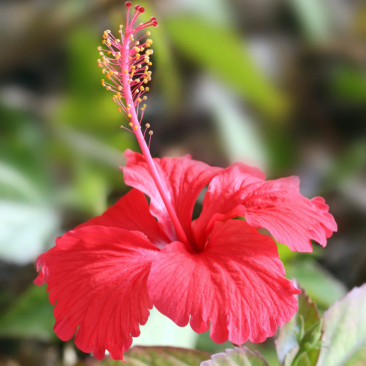 Hibiscus Flower seeds for Planting Pollinator Friendly Heirloom & GMO Free Seeds for Home Garden 
 
 Sale