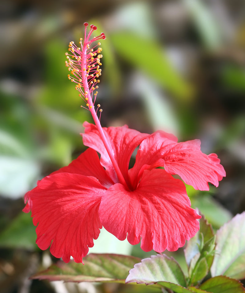Hibiscus Burgundy Flower seeds for Planting - Sun Loving, Heirloom & GMO Free Seeds for Home Garden