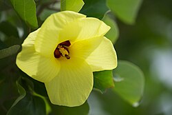 Light Yellow Hibiscus Flower Seeds for Planting Drought Tolerant Heirloom & GMO Free Seeds for Home Garden
 
 Sale