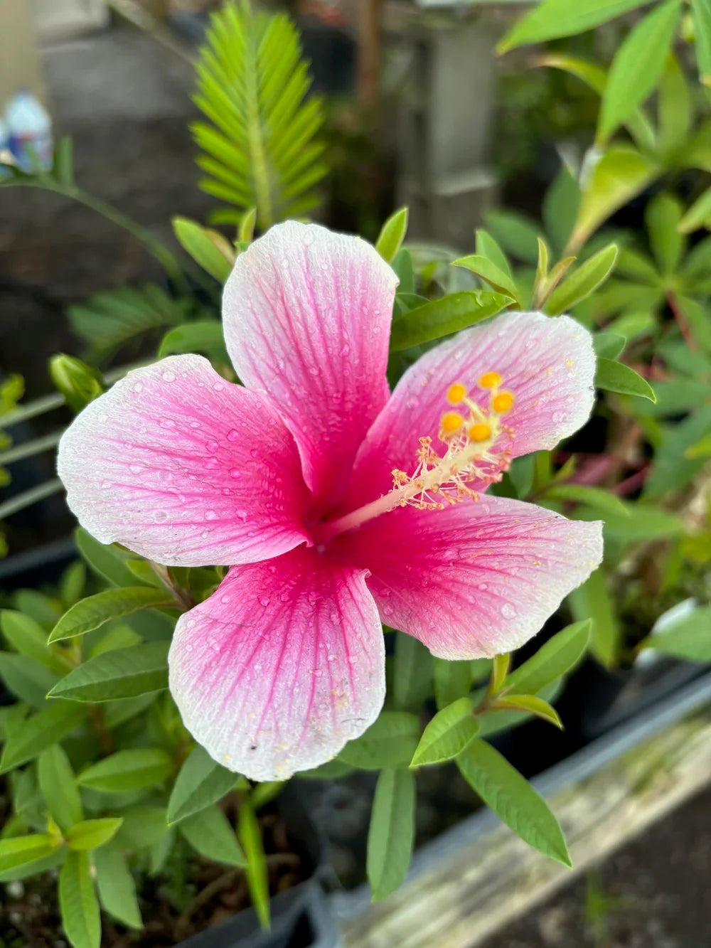 Hibiscus Flower seeds for Planting Wildflower Mix Heirloom & GMO Free Seeds for Home Garden 
 
 Sale