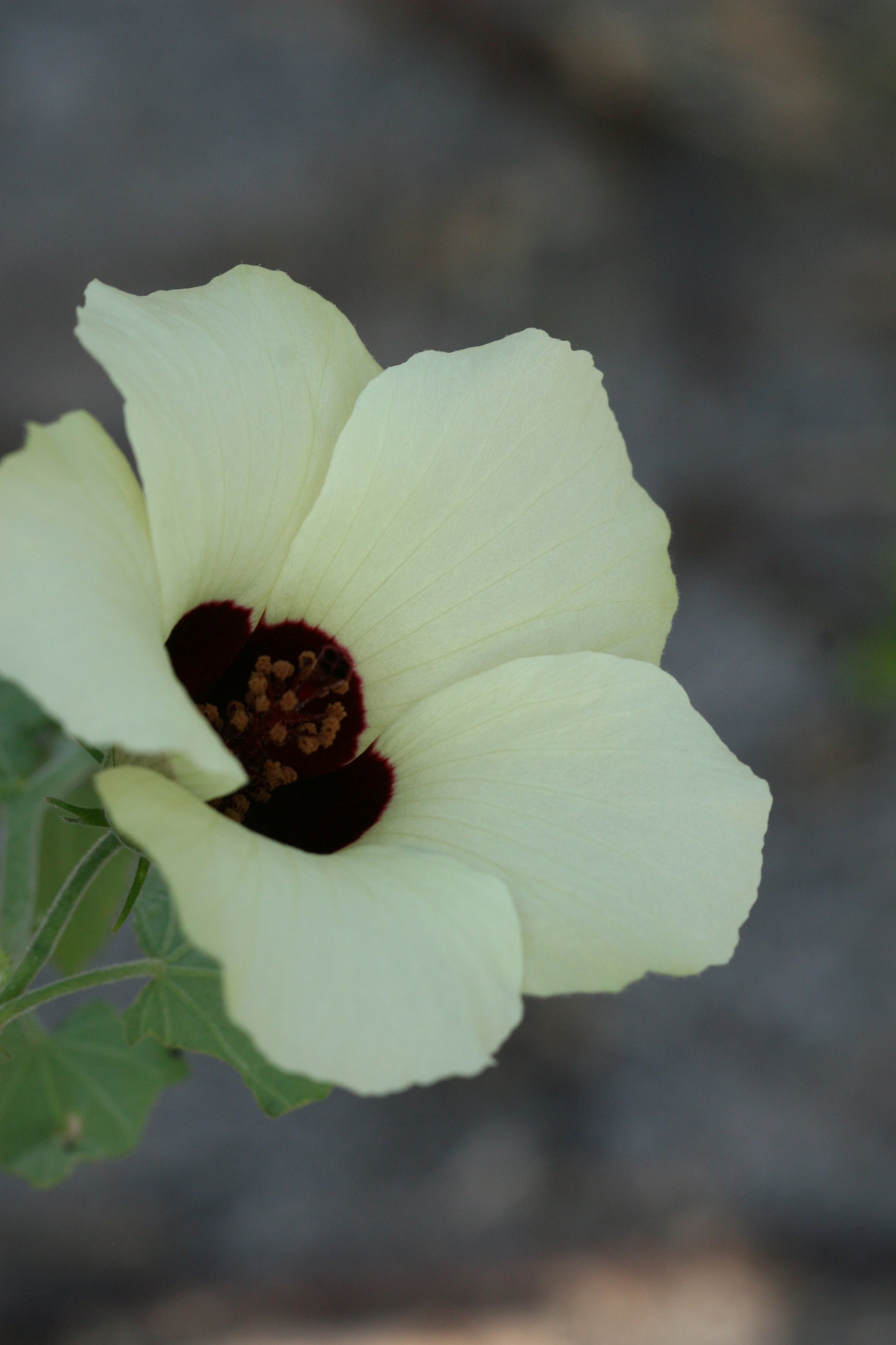 Hibiscus Vitifolius Flower seeds for Planting Bright Blooms Heirloom & GMO Free Seeds for Home Garden