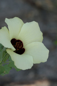Hibiscus Vitifolius Flower seeds for Planting Bright Blooms Heirloom & GMO Free Seeds for Home Garden