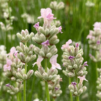 Pink Lavender Flower seeds for Planting Pollinator Friendly Heirloom & GMO Free Seeds for Home Garden
 
 Sale