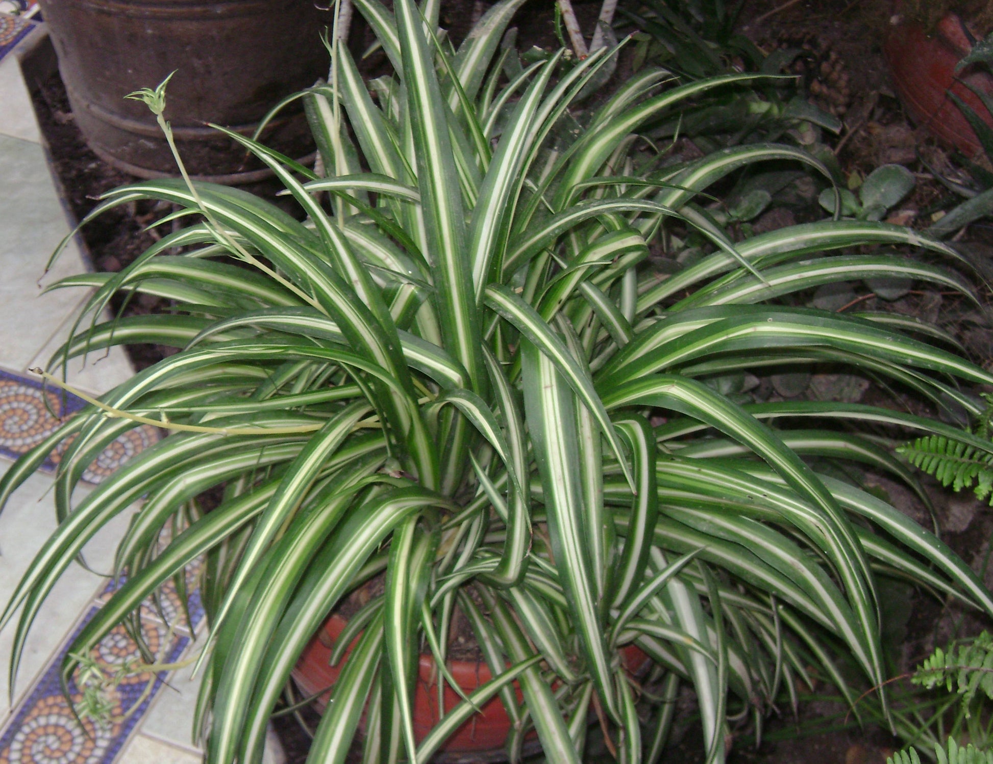 Chlorophytum Flower seeds for Planting Seasonal Bloomer Heirloom & GMO Free Seeds for Home Garden