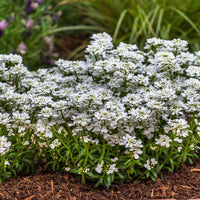 White Candytuft Snow Flower seeds for Planting Pollinator Friendly Heirloom & GMO Free Seeds for Home Garden 
 
 Sale