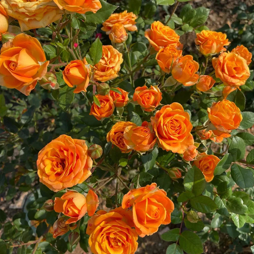 Dark Orange Climbing Rose Seeds Flower seeds for Planting Hardy Variety Heirloom & GMO Free Seeds for Home Garden