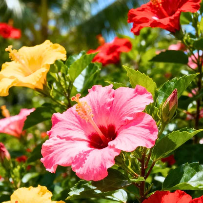 Mixed Hibiscus Flower Seeds for Planting Vibrant Colors Heirloom & GMO Free Seeds for Home Garden
 
 Sale