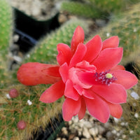 Hildewintera Colademononis Flower seeds for Planting - Pollinator Friendly, Heirloom & GMO Free Seeds for Home Garden