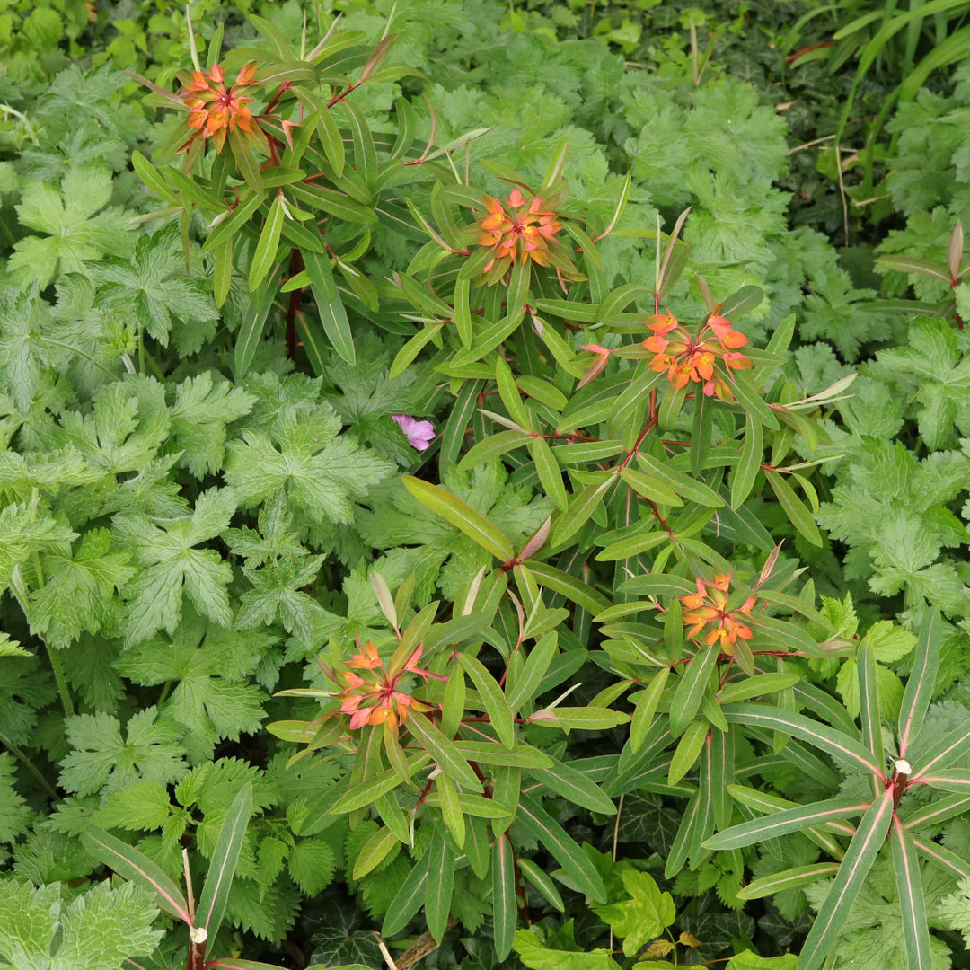 Red Griffithii Flower seeds for Planting - Wildflower Mix, Heirloom & GMO Free Seeds for Home Garden