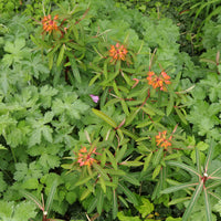 Red Griffithii Flower seeds for Planting - Wildflower Mix, Heirloom & GMO Free Seeds for Home Garden