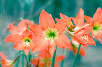 Orange Hippeastrum Rutilum Flower seeds for Planting - Wildflower Mix, Heirloom & GMO Free Seeds for Home Garden