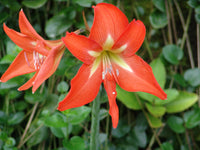 Amaryllis Seeds, Barbados Lily Flower Seeds