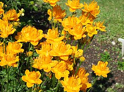 Trollius Flower seeds for Planting - Premium Quality, Heirloom & GMO Free Seeds for Home Garden