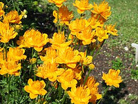 Trollius Flower seeds for Planting - Premium Quality, Heirloom & GMO Free Seeds for Home Garden