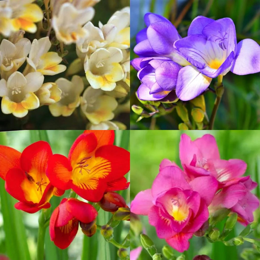 Freesia Bulbs Flower seeds for Planting Long Bloom Season Heirloom & GMO Free Seeds for Home Garden
