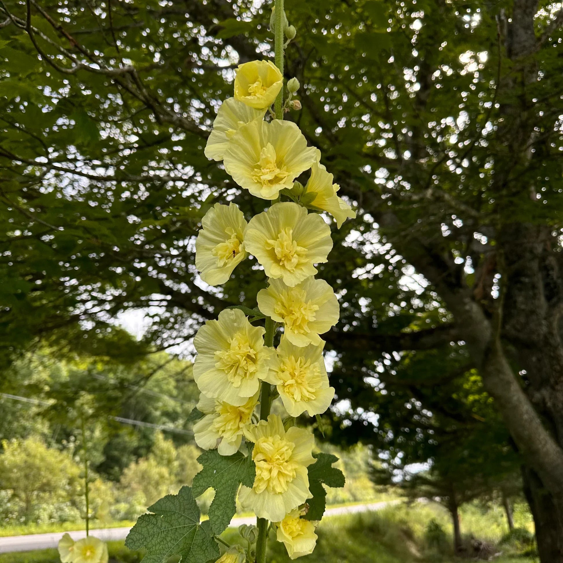Yellow hollyhock seeds for planting