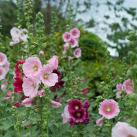 Mix Hollyhock Flower seeds for Planting - Cut Flower Favorite, Heirloom & GMO Free Seeds for Home Garden