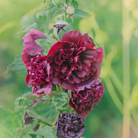 Maroon Hollyhock Flower seeds for Planting - Hardy Variety, Heirloom & GMO Free Seeds for Home Garden