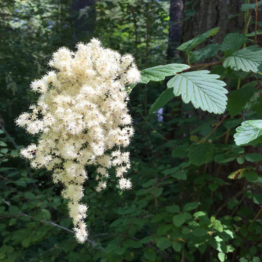 Holodiscus Discolor Flower seeds for Planting Shade Tolerant Heirloom & GMO Free Seeds for Home Garden
