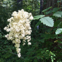 Holodiscus Discolor Flower seeds for Planting Shade Tolerant Heirloom & GMO Free Seeds for Home Garden