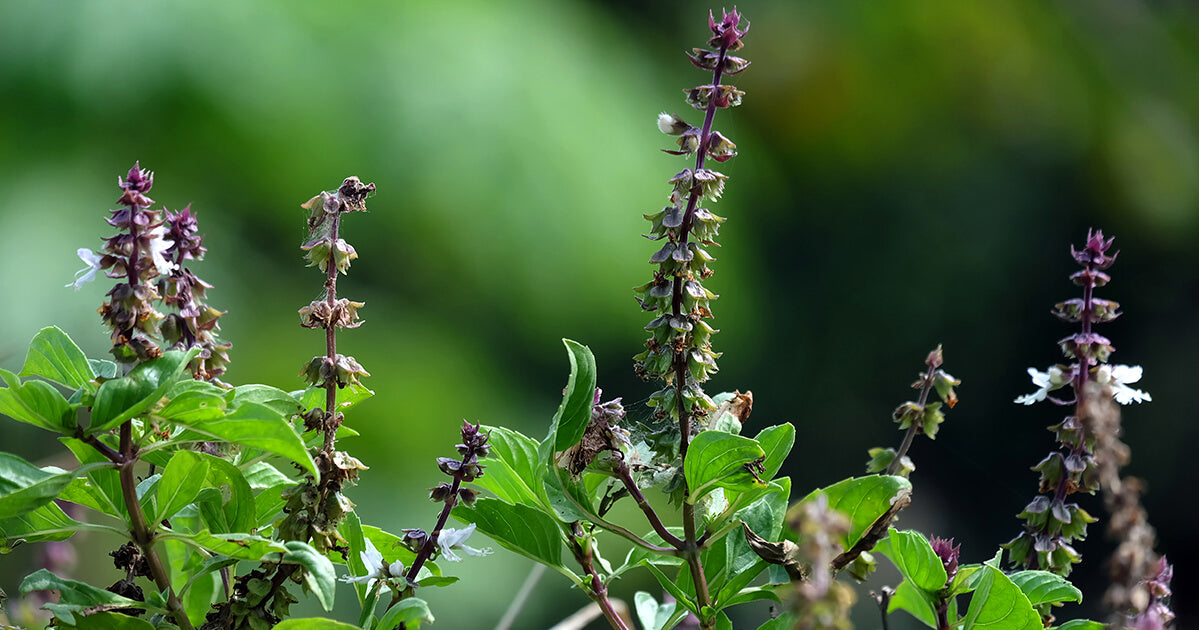 Basil Scented Flower seeds for Planting - Drought Tolerant, Heirloom & GMO Free Seeds for Home Garden
 
 Sale for planting in home garden.