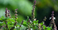 Basil Scented Flower seeds for Planting - Drought Tolerant, Heirloom & GMO Free Seeds for Home Garden
 
 Sale for planting in home garden.