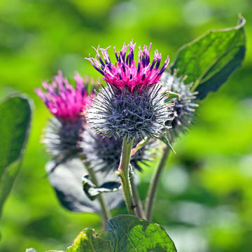 Arctium Lappa Flower seeds for Planting Hardy Variety Heirloom & GMO Free Seeds for Home Garden