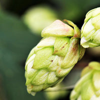 Green Hop Flower seeds for Planting - Low Maintenance, Heirloom & GMO Free Seeds for Home Garden