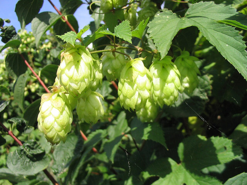 Army Green Humulus Lupulus Seeds for Planting – Heirloom & NonGMO Garden Favorite
 
 Sale