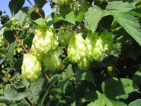 Dark Green Humulus Lupulus Flower seeds for Planting - Wildflower Mix, Heirloom & GMO Free Seeds for Home Garden