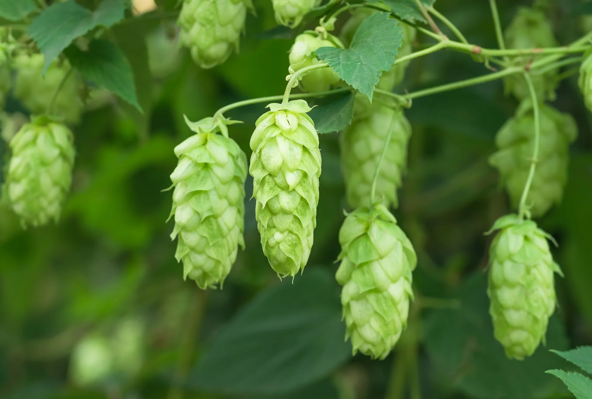 Green Humulus Lupulus Flower seeds for Planting - Seasonal Bloomer, Heirloom & GMO Free Seeds for Home Garden