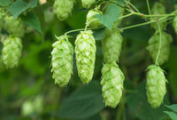 Green Humulus Lupulus Flower seeds for Planting - Seasonal Bloomer, Heirloom & GMO Free Seeds for Home Garden