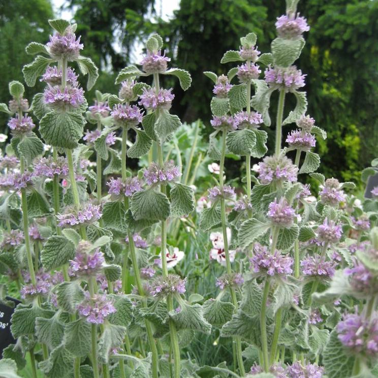 Purple Horehound Flower seeds for Planting - Drought Tolerant, Heirloom & GMO Free Seeds for Home Garden