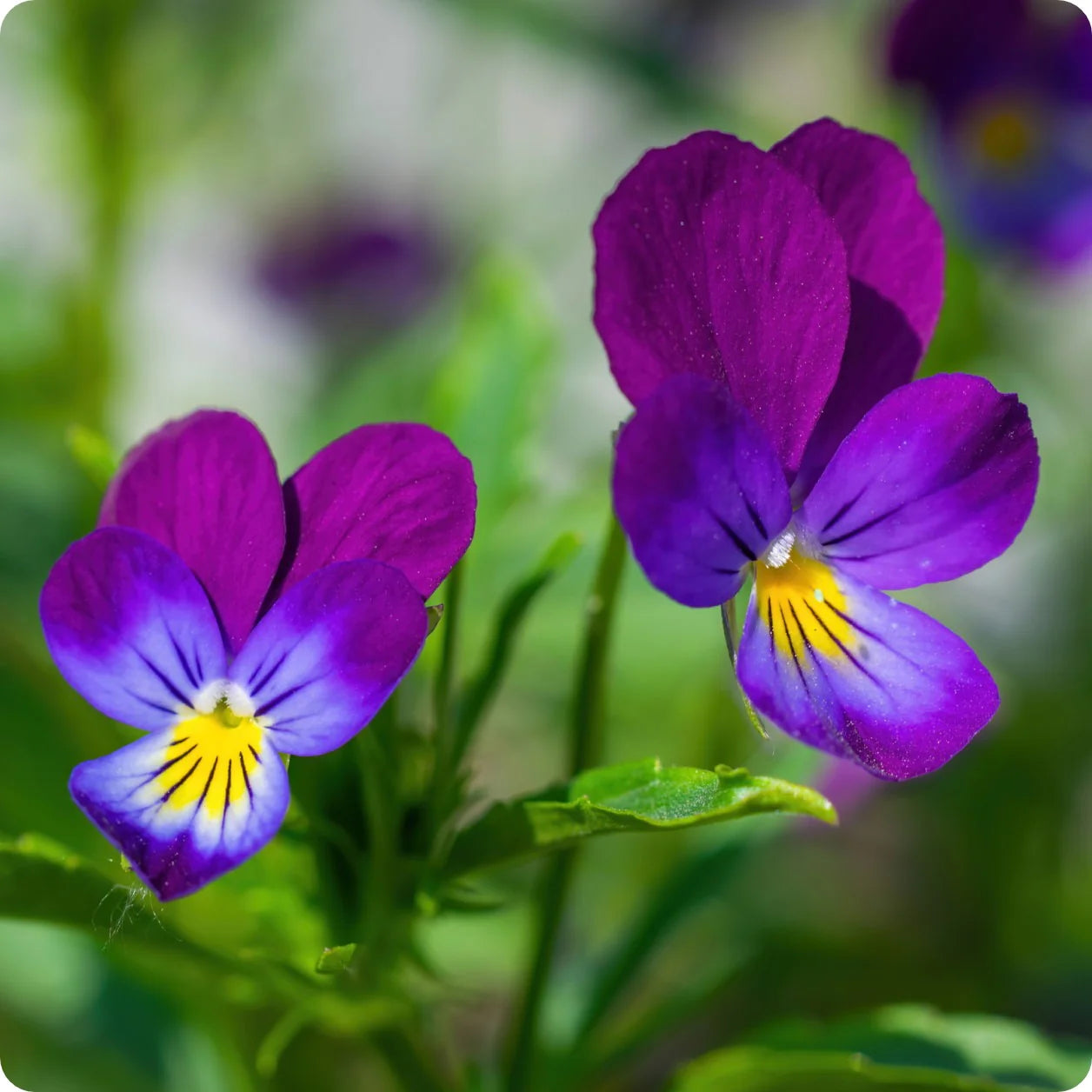 Pansy Purple Flower Seeds for Planting - Stunning Purple Blooms