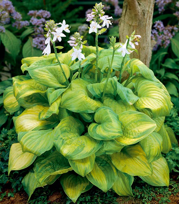 Hosta Flower seeds for Planting Colorful Display Heirloom & GMO Free Seeds for Home Garden