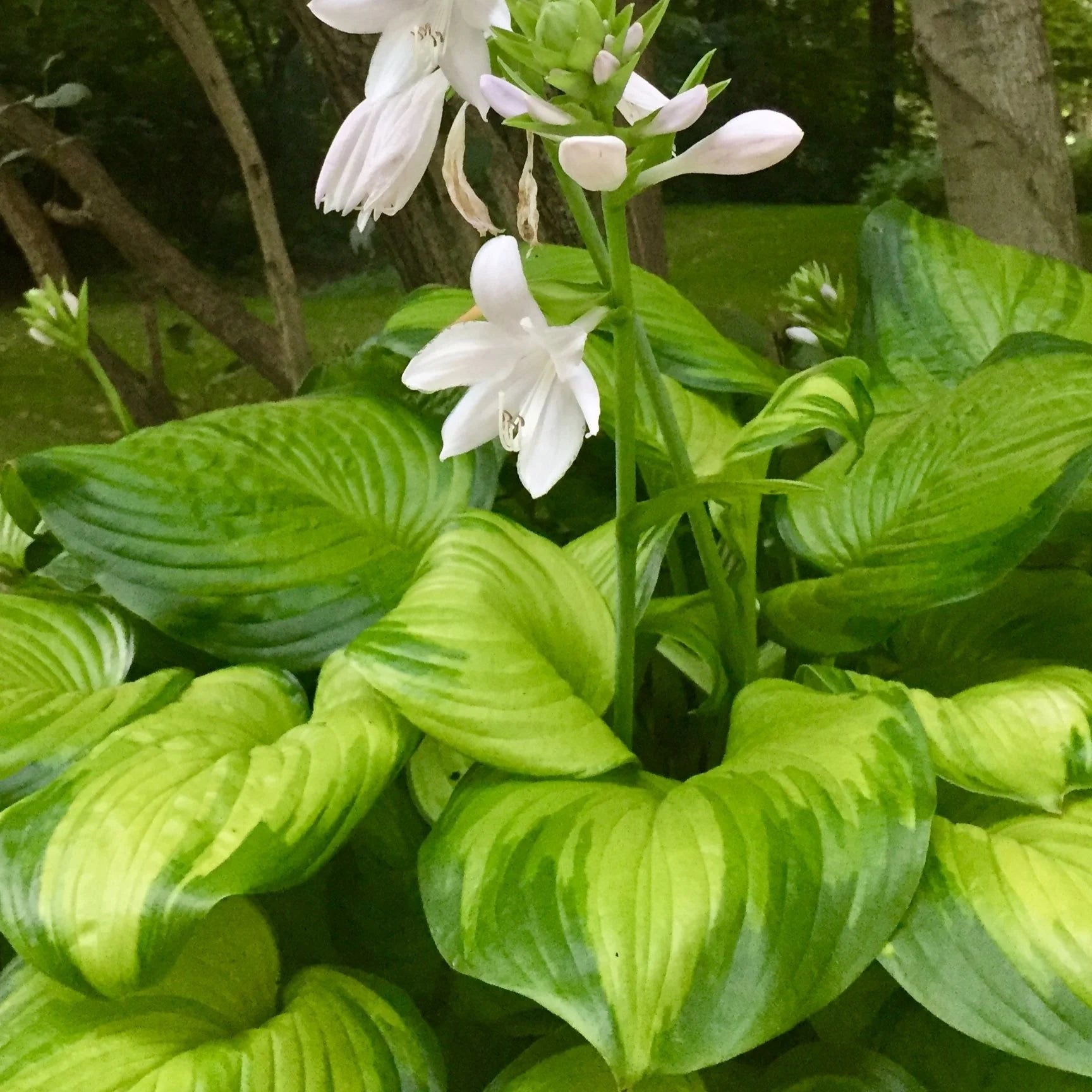Hosta Flower seeds for Planting Colorful Display Heirloom & GMO Free Seeds for Home Garden