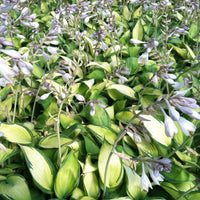 Hosta Plantain Flower seeds for Planting Wildflower Mix Heirloom & GMO Free Seeds for Home Garden