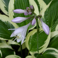 Hosta Jardin Flower seeds for Planting - Fragrant Blossoms, Heirloom & GMO Free Seeds for Home Garden