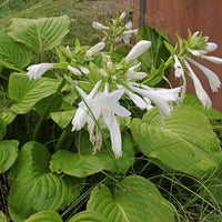 Hosta Lily Flower seeds for Planting - Seasonal Bloomer, Heirloom & GMO Free Seeds for Home Garden