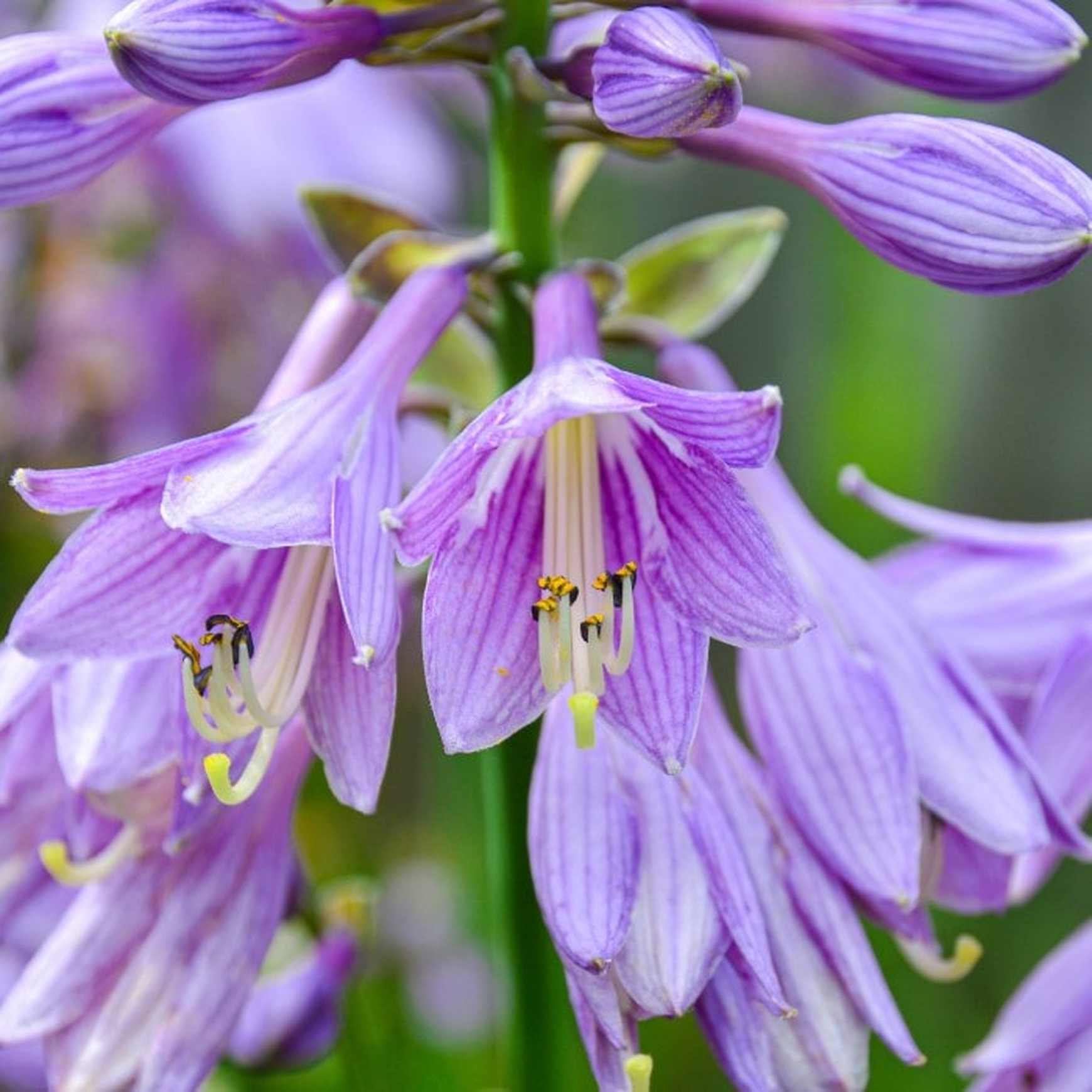 Ventricosa Hosta Flower seeds for Planting Bright Blooms Heirloom & GMO Free Seeds for Home Garden