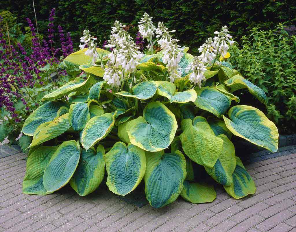 Hosta Plantain Flower seeds for Planting Wildflower Mix Heirloom & GMO Free Seeds for Home Garden