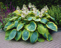 Hosta Plantain Flower seeds for Planting Wildflower Mix Heirloom & GMO Free Seeds for Home Garden