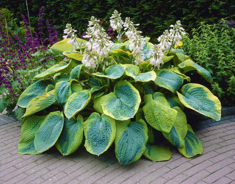 Hosta Plantain Flower seeds for Planting Wildflower Mix Heirloom & GMO Free Seeds for Home Garden