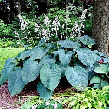 Hosta Perennial Flower seeds for Planting - Easy to Grow, Heirloom & GMO Free Seeds for Home Garden