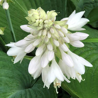 Hosta Lily Flower seeds for Planting - Cottage Garden Essential, Heirloom & GMO Free Seeds for Home Garden