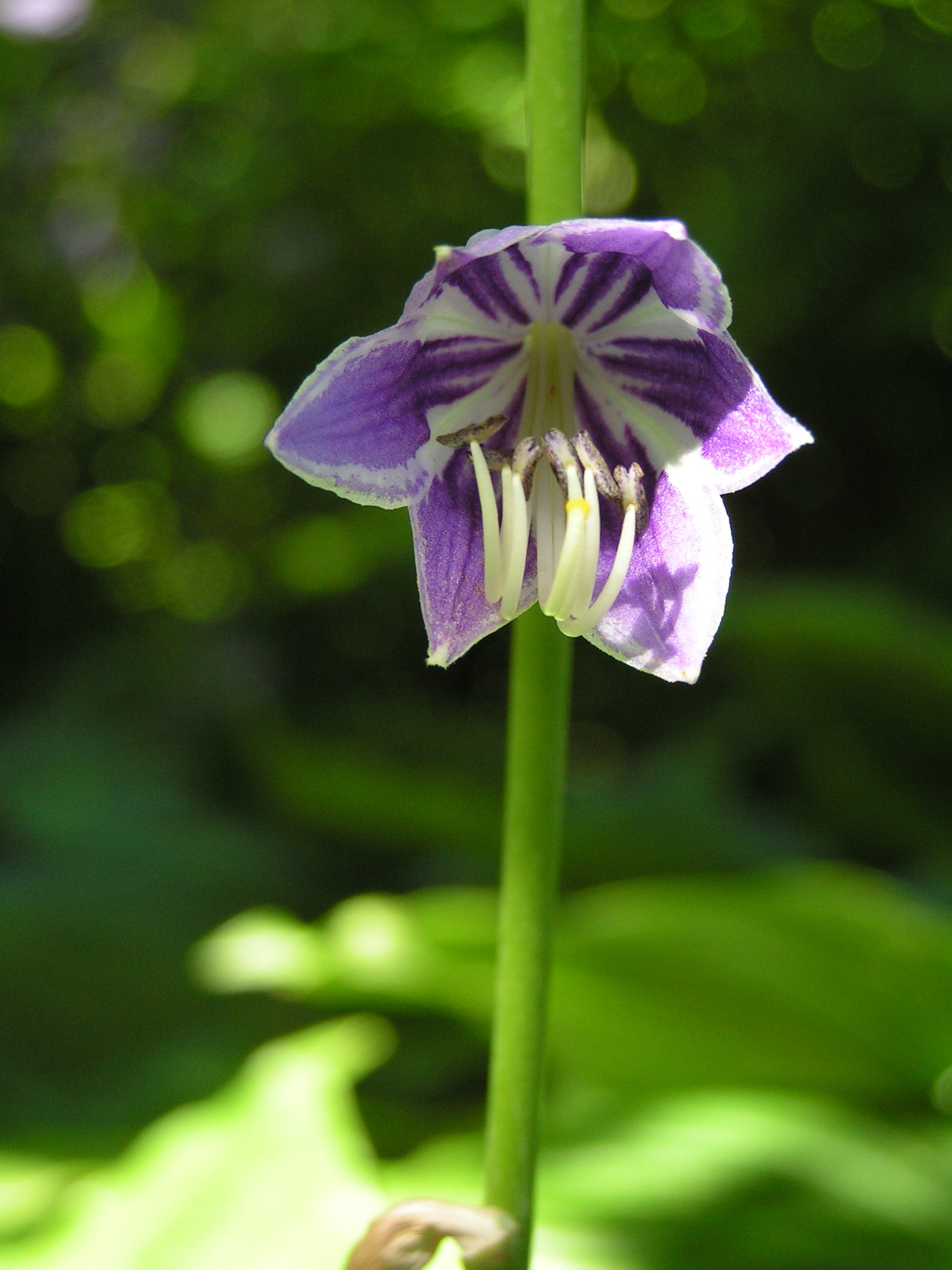 Ventricosa Hosta Flower seeds for Planting Bright Blooms Heirloom & GMO Free Seeds for Home Garden