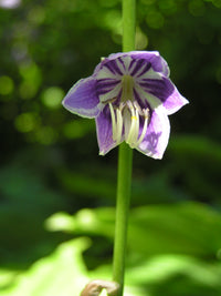 Ventricosa Hosta Flower seeds for Planting Bright Blooms Heirloom & GMO Free Seeds for Home Garden