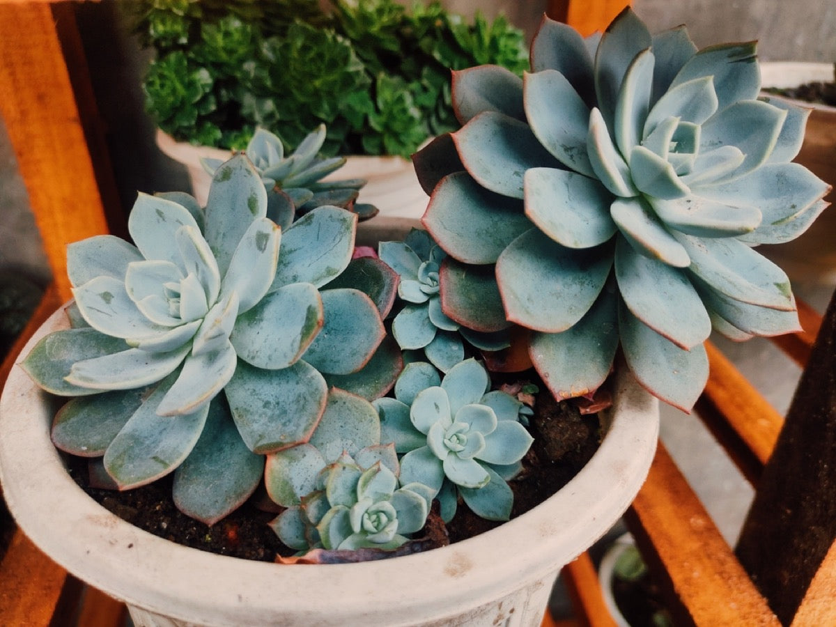 Blue Echeveria Derenbergii Flower seeds for Planting - Cottage Garden Essential, Heirloom & GMO Free Seeds for Home Garden