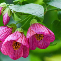 Pink Abutilon Striatum Flower seeds for Planting - Wildflower Mix, Heirloom & GMO Free Seeds for Home Garden